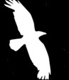 Raven & Associates Lawyers